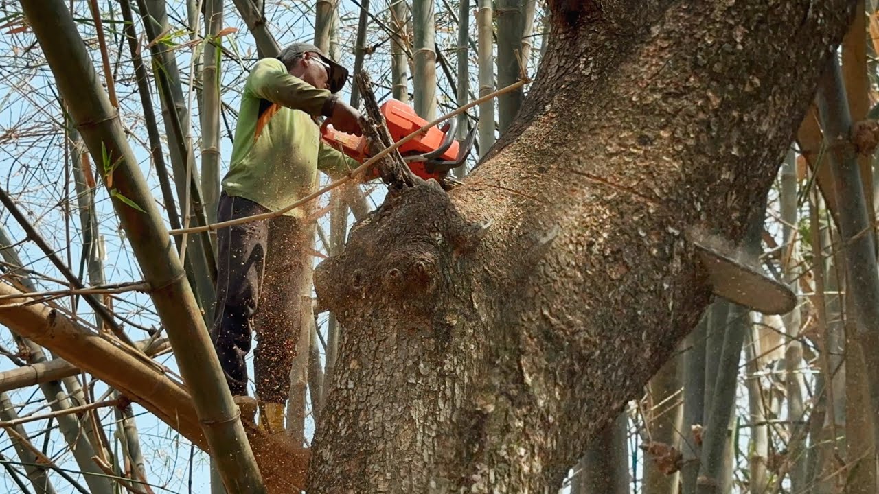 A very old tree, unfortunately it's hole!! Cut down 2 trembesi trees in ...