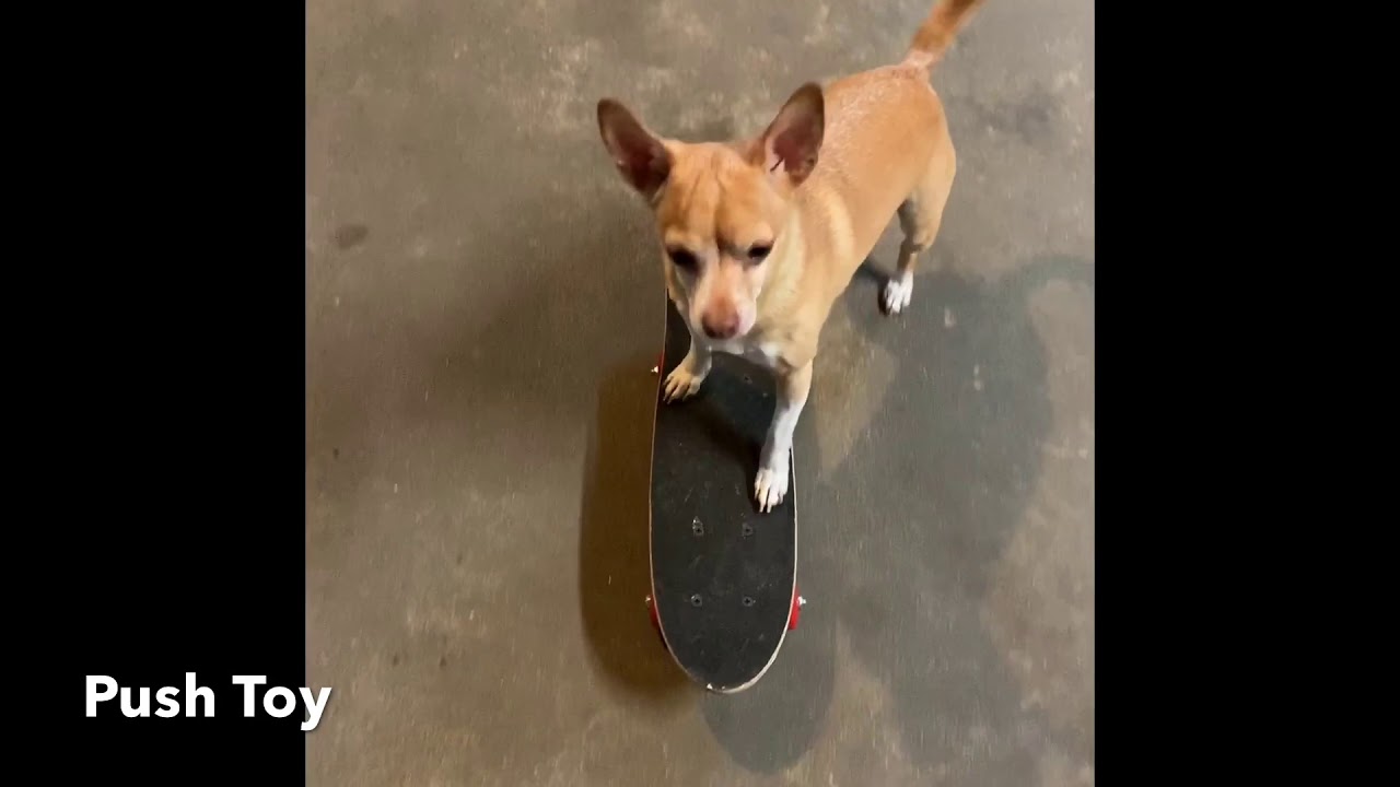 International Trick Dog Competition YouTube