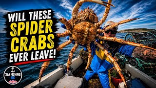 Hauling Crab Pots & Lobster Creels! - Will These Spider Crabs EVER Leave! - Sea Fishing UK