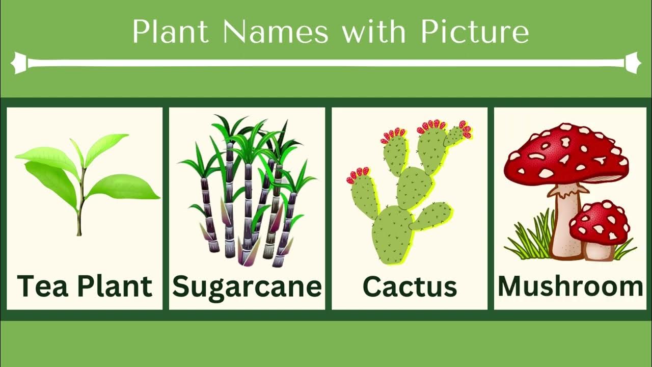 Plant Names with Picture, 20 Plants Names, List of Plants names, Plants