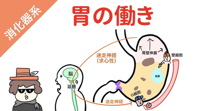 胃の働き 胃酸 消化管ホルモン 消化酵素 Youtube