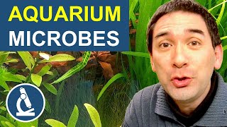 More microorganisms than fish in an aquarium