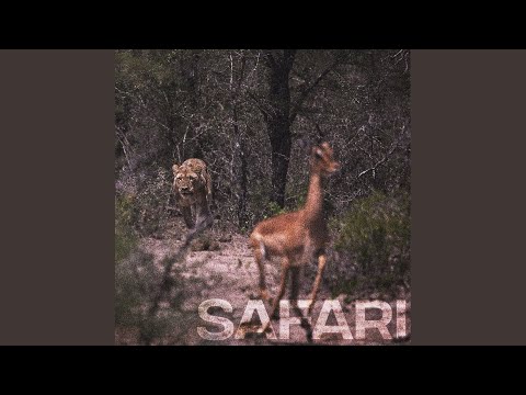Видео: Сафари адал явдалд нуугдсан малгай хаана байдаг вэ?