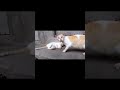 Cat Film Shot Spotted #shorts