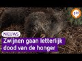Wilde zwijnen op de veluwe gaan dood van de honger omroep gelderland