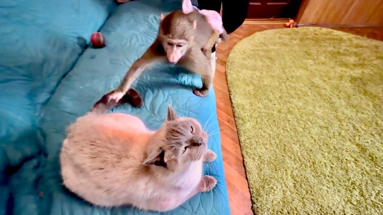 Анфиса включила функцию ДОСТАНЬ КОТА Басика❤️