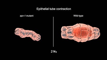 SPV-1 regulates epithelial tube contractility in the C. elegans spermatheca