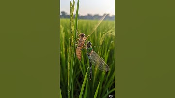 Dragonfly Transformation: The Final Molt Begins