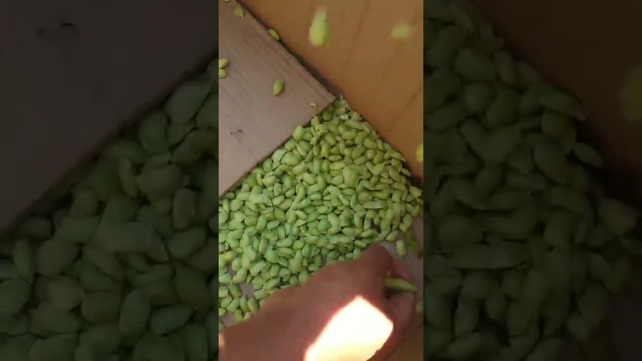green bean shelling machine