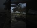 2025 Qurbani #2025qurbani