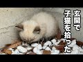 玄関前にうずくまる子猫を保護しました
