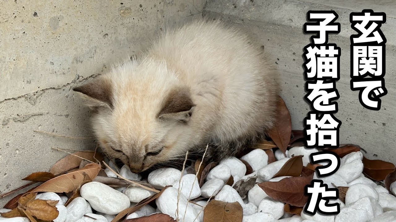 玄関前にうずくまる子猫を保護しました