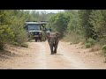 Elephant Rescue: A Baby’s Cry for Help"
