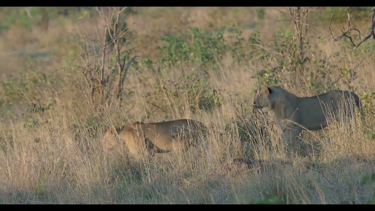Lions trying to hunt Cape Buffaloes in Kruger National Park 