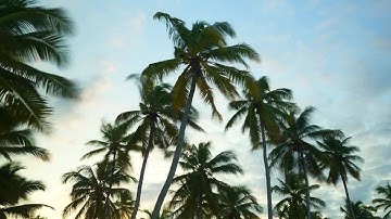 Palm Tree Time-Lapse Stock Video