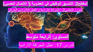 الدرس 17: احلل الحركة الارادية علوم طبيعية 4 متوسط