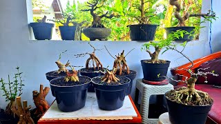 Download Lagu Cek Harga Bahan Bonsai Sitho Murah WaO8533O175237 (BP Lumanjang) MP3