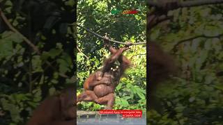 We adopted Agop, an orang utan baby at Sepilok, Sandakan, Sabah, Malaysia