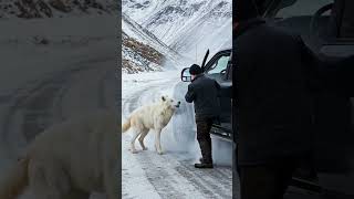 Mother Snow Wolf Saves Her Cubs with the Help of an Old Guy #humanity #animals #rescueanimals