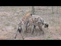Strange behavior between 3 Hyenas