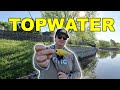 My first topwater fish of the year spring bass fishing fort worth ponds in april