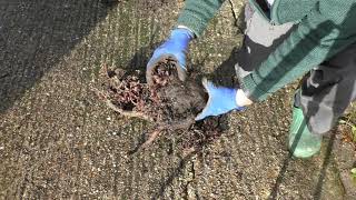 045-Dividing and Replanting Rhubarb-1st November 2021