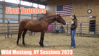 First Touches w/a Wild Mustang | NY Clinic 1 by Sam VanFleet 16,744 views 7 months ago 38 minutes