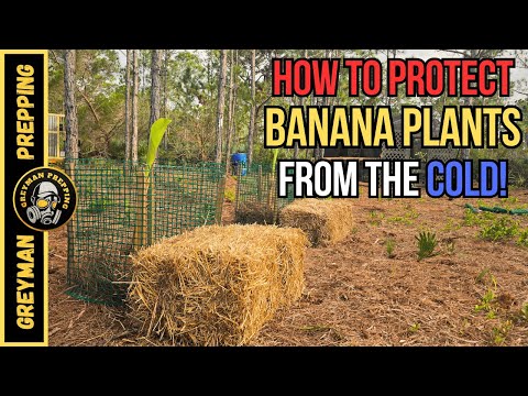 How To Protect BANANA PLANTS From The Cold