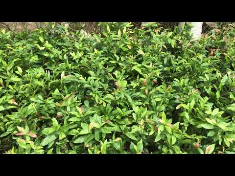 Video 29/9 gl ae lô mai giống đọt đỏ. Giá 8 ngàn 1 cây . Lấy... - youtube