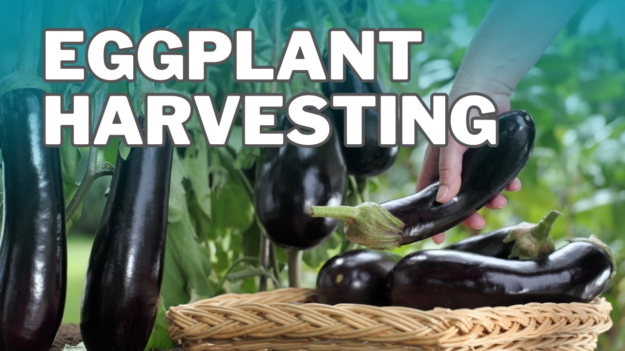 Growing Million of Eggplants in a Modern Greenhouse Innovative
