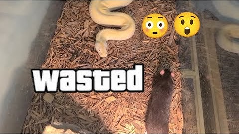 ⚠️ LIVE FEEDING!!!⚠️ 4 RATS V.S. ONE SNAKE