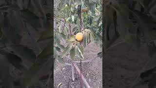картинка: Вимушена пересадка хурми частина 4