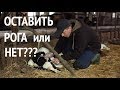 Оставить рога корове или нет?