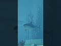 Jurassic World Evolution 3 | Megalodon | Dinosaur Showcase