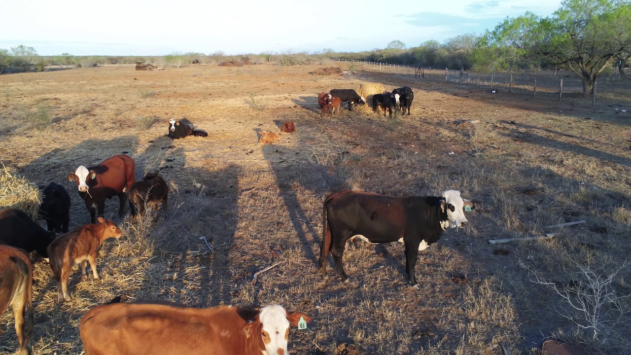 Cows 2 Ranch 3-8-2020 - YouTube