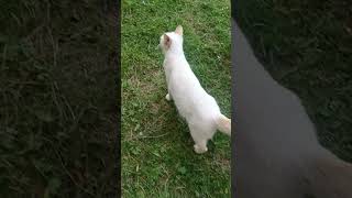 Kotek 😺 #kot #natura #bialy #mountains #głodny #trawa