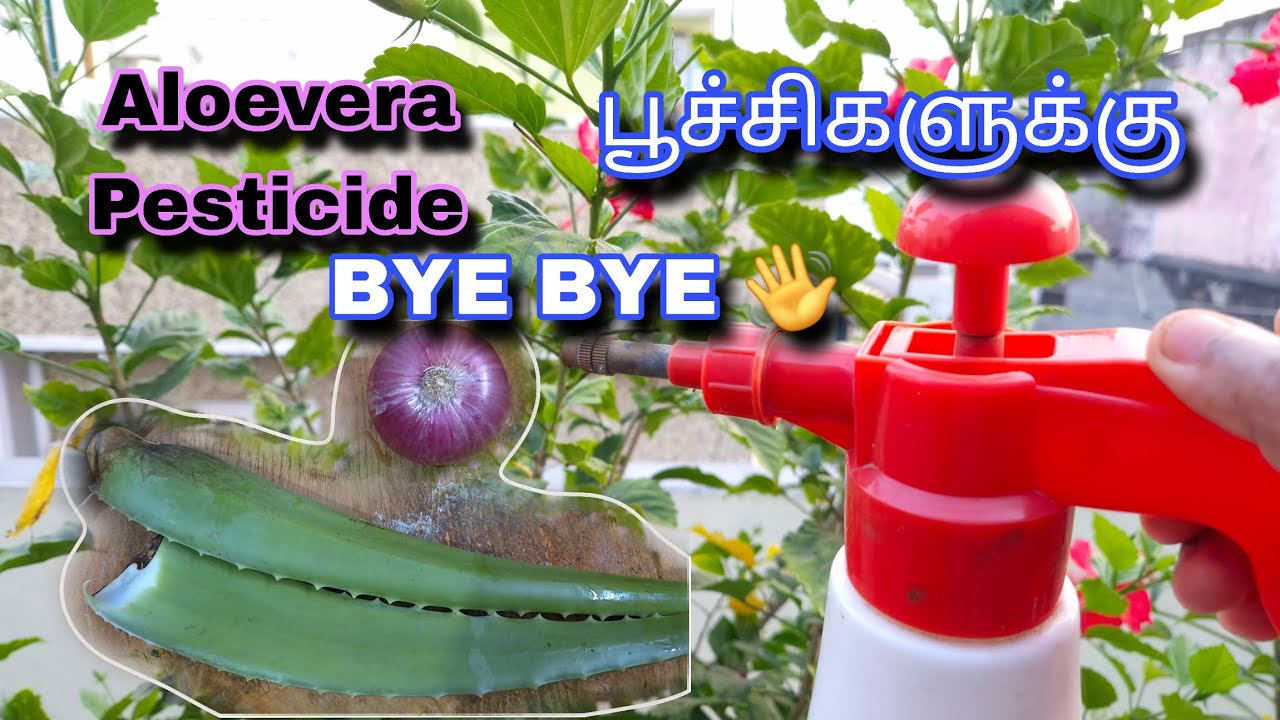 கற்றாழை கரைசல் இப்படி செய்யுங்க! | Aloevera Pesticide +Fertilizer + Fungicide | Terrace Gardening 