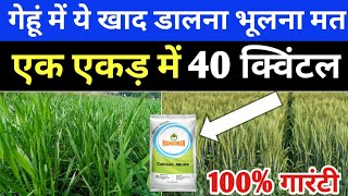 गेहूं में कैल्शियम नाइट्रेट कब और कितना डालें //गेहूं में कल्ले कैसे बढ़ाएं//Gehu me Calcium Nitrate