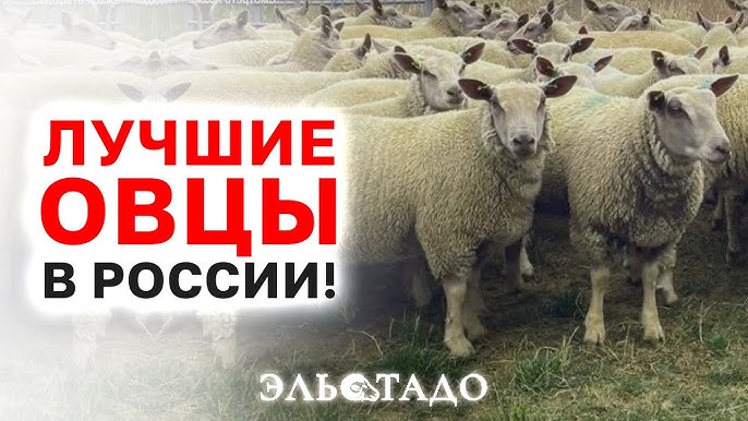 Племенные овцы породы Шароле: Возможности приобретения в России для успешного овцеводства