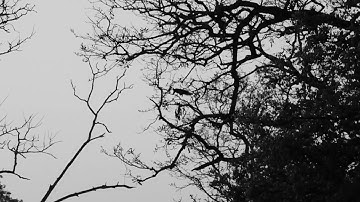 Malarbar Giant Squirrel Jump Slow Motion