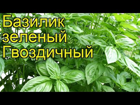 Базилик зеленый Гвоздичный