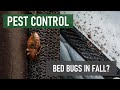 Why are Bed Bugs More Common in Fall?