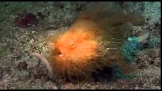 Hairy Frogfish Goes for a Walk