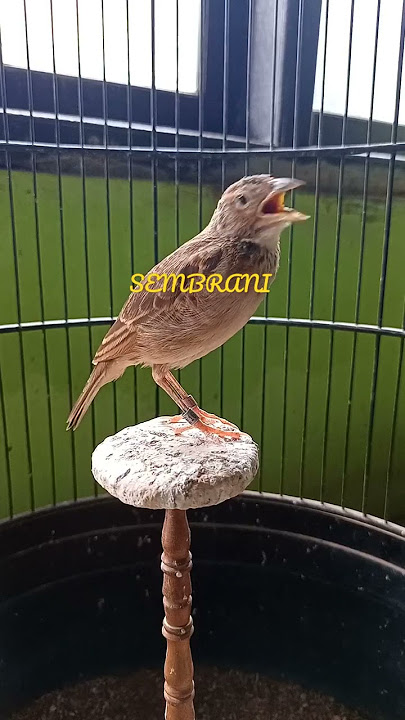 sekelumit isian branjangan sembrani