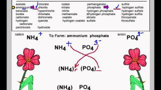 SA Q3 NH4 PO4 Forming the chemical formula for ammonnium phosphate.
