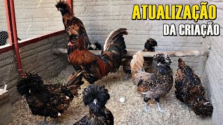 Mostrando Toda A Nossa Criação De Galinhas Ornamentais Rancho Lw - São Mateus Do Sul Pr