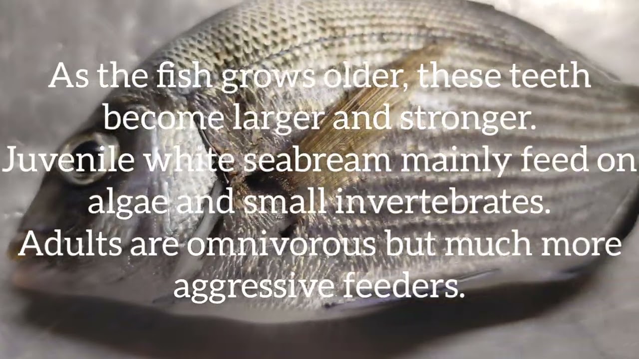 Рыба Diplodus sargus