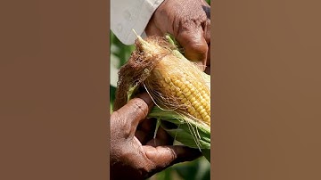 Digital Agriculture and Big Data Analytics