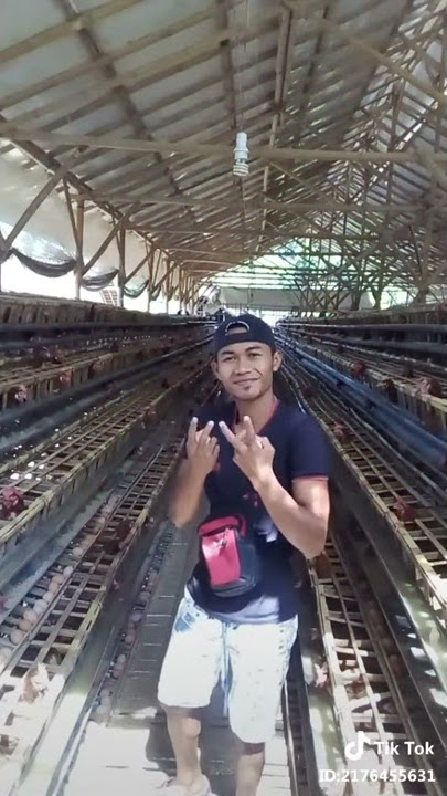 Tiktok keren di kandang ayam