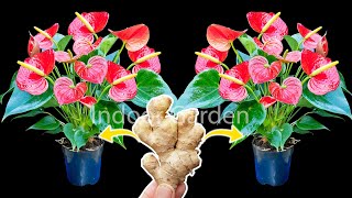 Just Eat 1 Ginger Root! Suddenly, Many Magical Flowers Bloomed